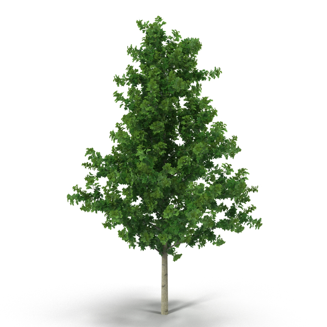 summer trees 2 3D model https://p.turbosquid.com/ts-thumb/3V/LAMIPj/opb9Y8We/summer_trees_collection_2_372/jpg/1538201464/1920x1080/turn_fit_q99/e6876807f44581cfca00450f4779002fba246a90/summer_trees_collection_2_372-1.jpg
