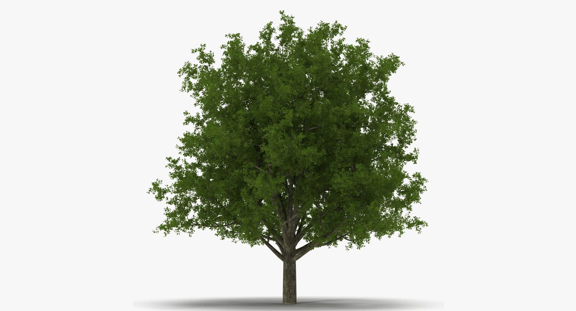summer trees 2 3D model https://p.turbosquid.com/ts-thumb/3V/LAMIPj/xP13UCck/summertreescollection2mb3dmodel023/jpg/1538238327/1920x1080/fit_q87/85d129ec3568f7e8c9beddd04cb36814d18b13d3/summertreescollection2mb3dmodel023.jpg