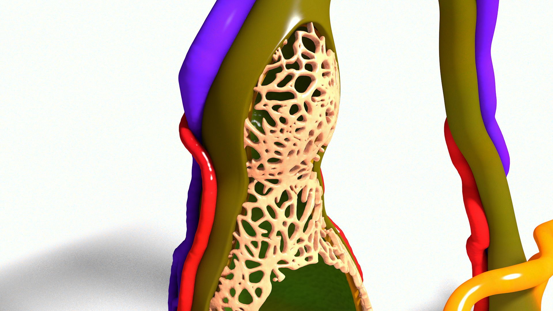 human gall bladder model https://p.turbosquid.com/ts-thumb/3V/NvR5pk/8EXU51se/bladder002_0011/jpg/1494684312/1920x1080/fit_q87/25b290b3a093fc6045d05182d4087e9c4efe9822/bladder002_0011.jpg