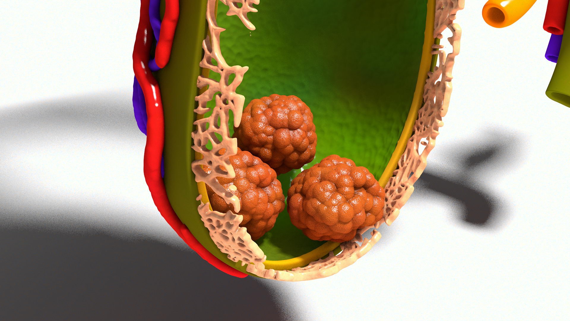 human gall bladder model https://p.turbosquid.com/ts-thumb/3V/NvR5pk/B5gPaT2P/bladder001_0011/jpg/1494684311/1920x1080/fit_q87/2d8cc09404ab4bc25512849460665a99d4b753c1/bladder001_0011.jpg