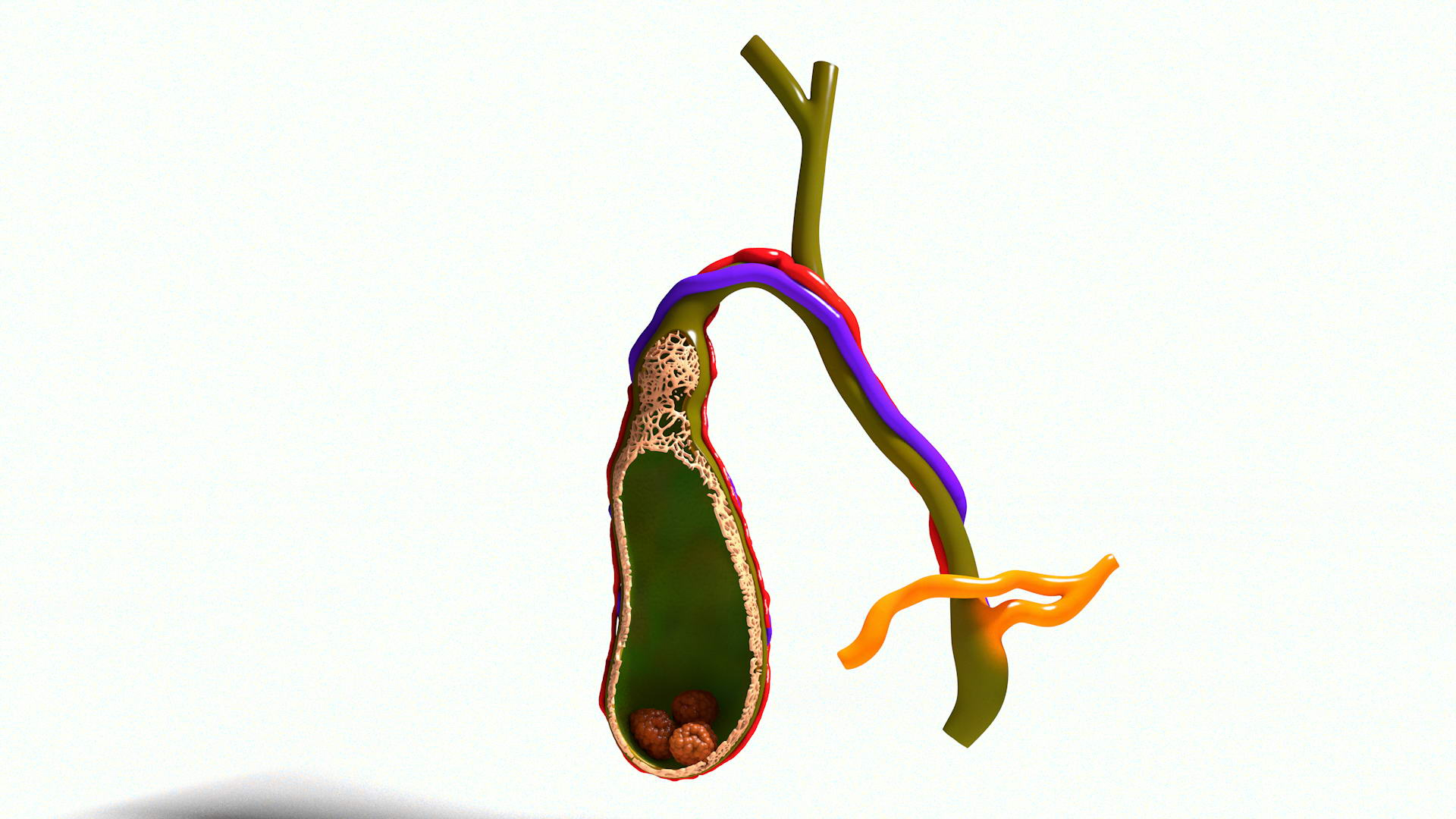 human gall bladder model https://p.turbosquid.com/ts-thumb/3V/NvR5pk/OSbkB63z/bladderturn01/jpg/1494684343/1920x1080/turn_fit_q99/2d035f8ffb3613079170d6b119d2d78c257cae44/bladderturn01-1.jpg