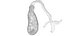 Gallbladder Gall Bladder
