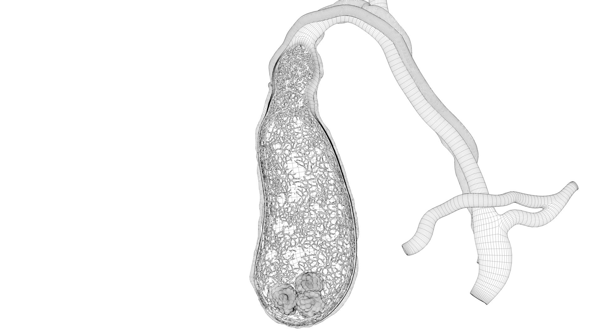 human gall bladder model https://p.turbosquid.com/ts-thumb/3V/NvR5pk/kANTgZci/bladderturn04/jpg/1494684593/1920x1080/turn_fit_q99/e417c7fd0b8f307621d2c183e6436f62df1e44c6/bladderturn04-1.jpg