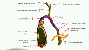 human gall bladder model