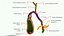 Gallbladder Gall Bladder
