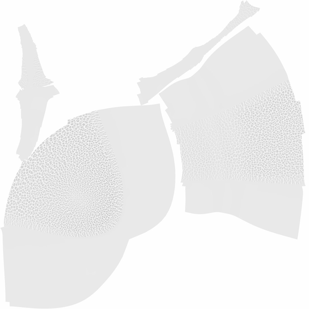 human gall bladder model https://p.turbosquid.com/ts-thumb/3V/NvR5pk/pkrbOkWK/mucosacave/jpg/1494684689/1920x1080/fit_q87/f2787e006c8494ec50d3b03f2c7b70dd28fc7814/mucosacave.jpg