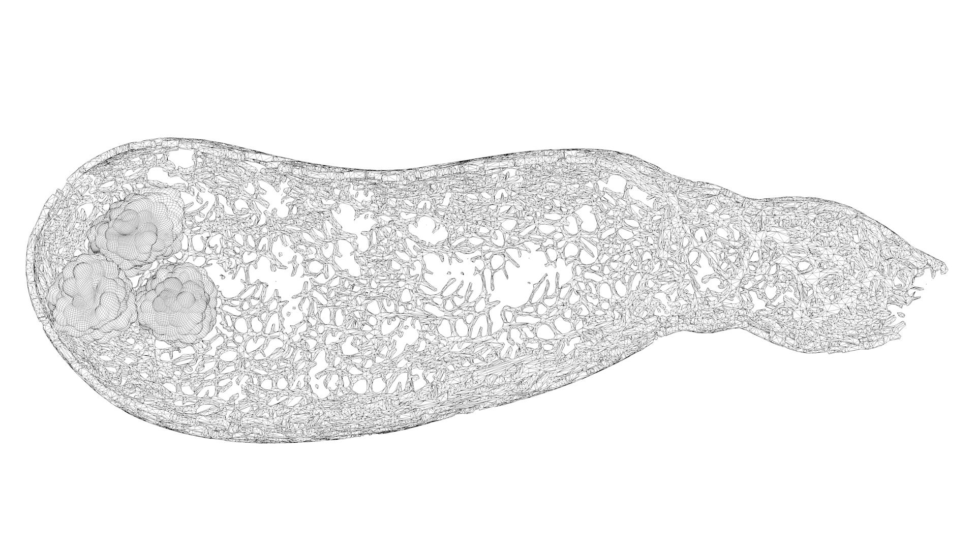 human gall bladder model https://p.turbosquid.com/ts-thumb/3V/NvR5pk/tD8LjCcK/bladderturn05/jpg/1494684803/1920x1080/turn_fit_q99/7f1e7dd913064fee677b964352d858561f0a7137/bladderturn05-1.jpg