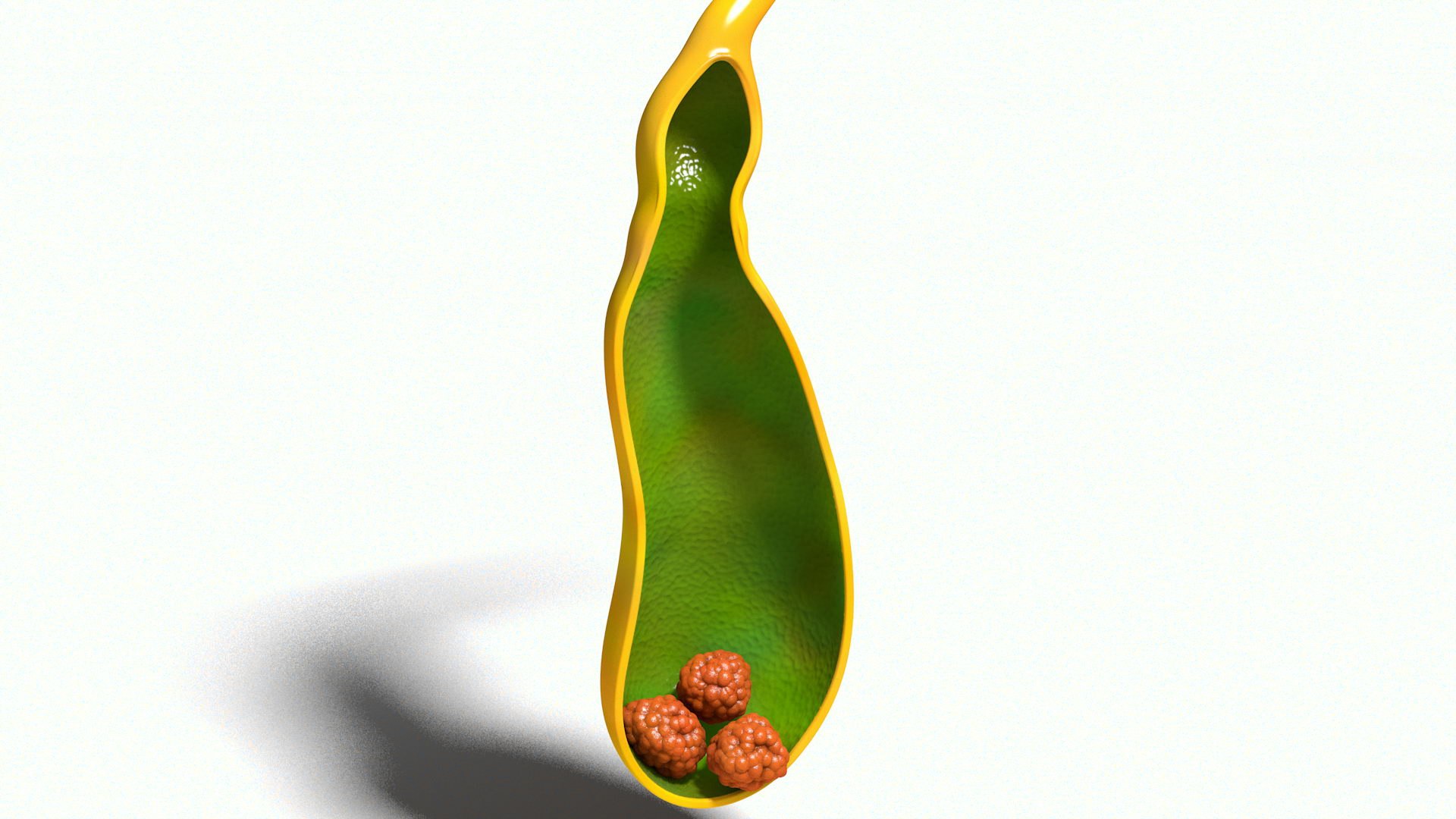 human gall bladder model https://p.turbosquid.com/ts-thumb/3V/NvR5pk/vGJh7MUj/bladder005_0011/jpg/1494684312/1920x1080/fit_q87/ef810423e47bbb4b5cb861d321654bc1035f8a79/bladder005_0011.jpg