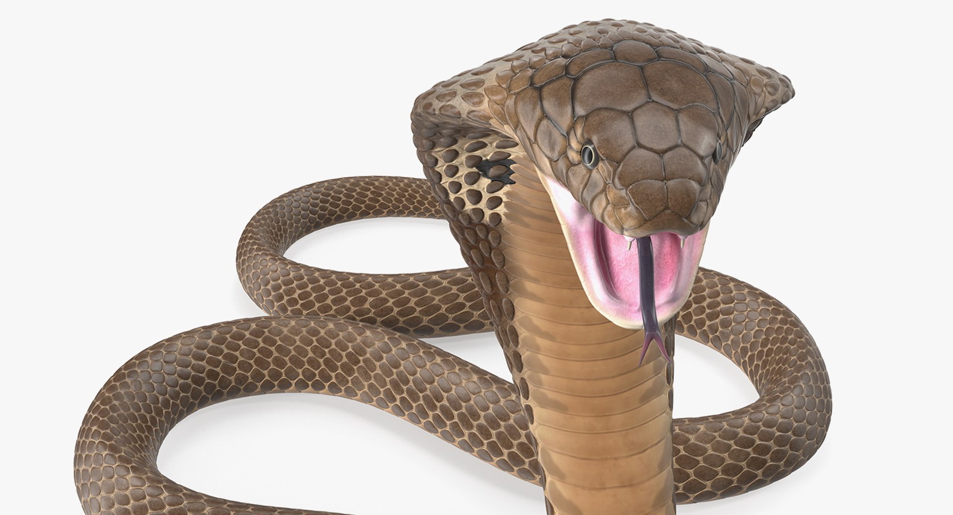 3D Model Beige Cobra Attack Pose - TurboSquid 1424755