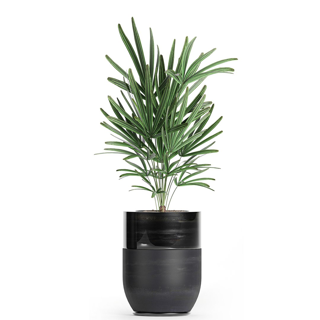 3D plants interior black houseplants model https://p.turbosquid.com/ts-thumb/3V/nfuBAj/0h1xvK69/plants2109202017/jpg/1600855211/1920x1080/fit_q87/6a4ad3fd2bbe180011d74f4af7fafae95dba0f09/plants2109202017.jpg