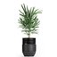 Houseplants in a black pot for the interior 709