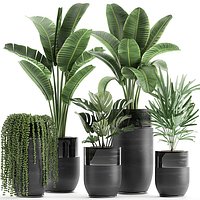 Houseplants in a black pot for the interior 709