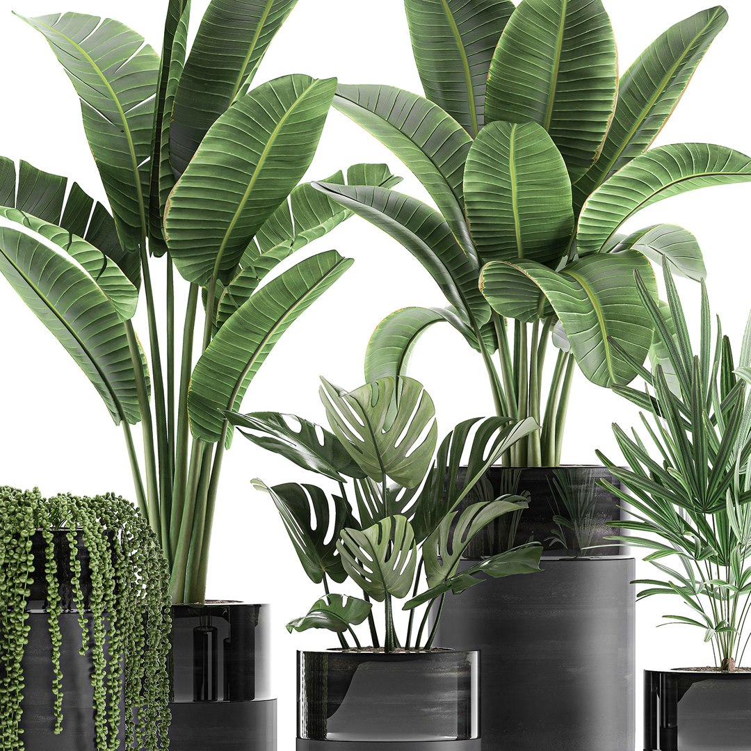 3D plants interior black houseplants model https://p.turbosquid.com/ts-thumb/3V/nfuBAj/53heGZPc/plants2109202002/jpg/1600855211/1920x1080/fit_q87/b9abe47cbbdb3cbe6746d5739e24fec6dcf410c0/plants2109202002.jpg