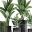 Houseplants in a black pot for the interior 709