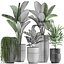 Houseplants in a black pot for the interior 709