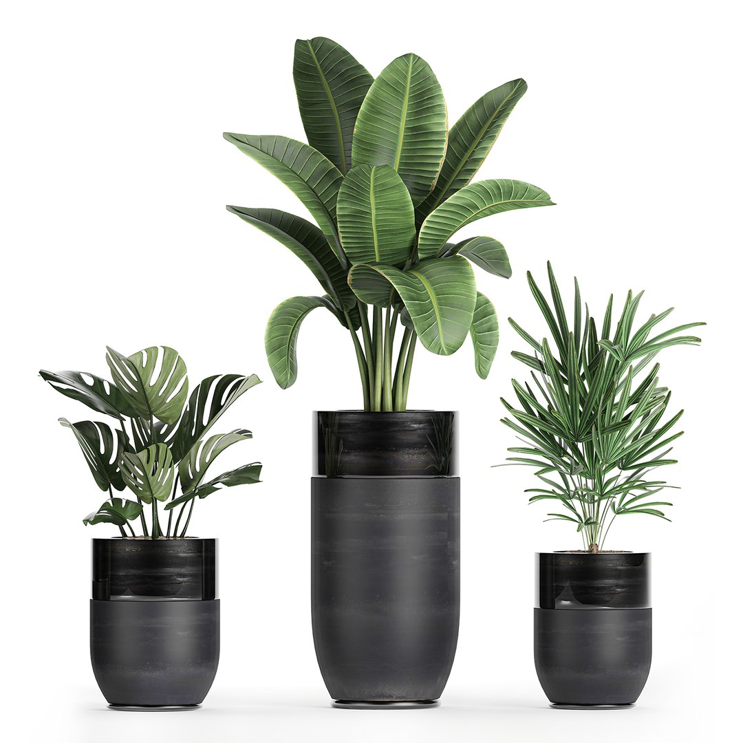 3D plants interior black houseplants model https://p.turbosquid.com/ts-thumb/3V/nfuBAj/ZxoAS89v/plants2109202014/jpg/1600855211/1920x1080/fit_q87/dae611e9d042baf64064d732ca2de1cb7bb45efb/plants2109202014.jpg