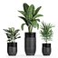 Houseplants in a black pot for the interior 709