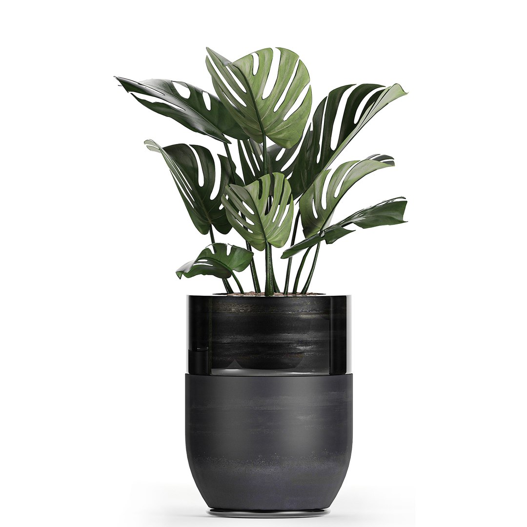 3D plants interior black houseplants model https://p.turbosquid.com/ts-thumb/3V/nfuBAj/hMh7sElW/plants2109202006/jpg/1600855211/1920x1080/fit_q87/5b25303a2f2683f258e6ad12d5d9d80e7c54449a/plants2109202006.jpg