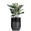 Houseplants in a black pot for the interior 709