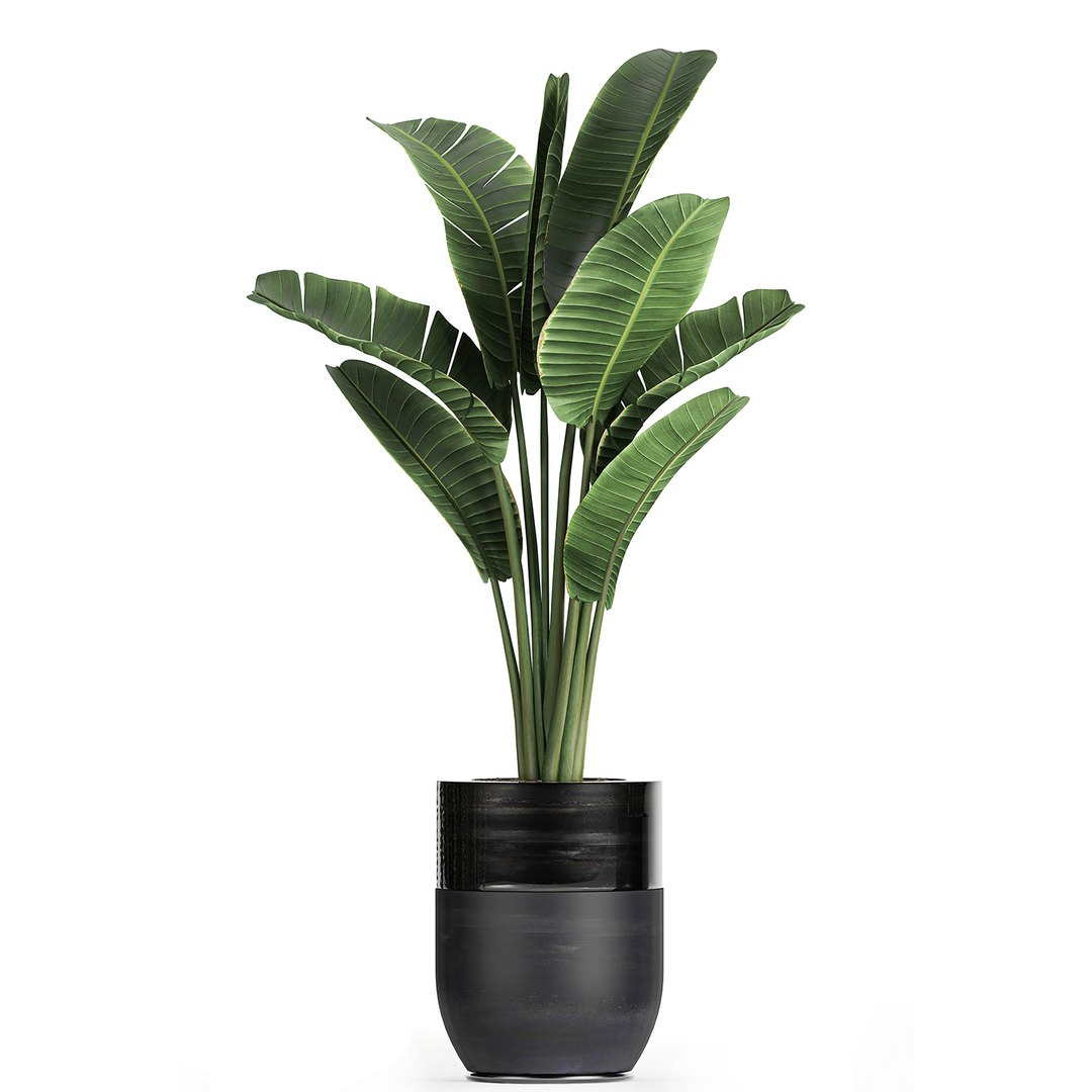 3D plants interior black houseplants model https://p.turbosquid.com/ts-thumb/3V/nfuBAj/hZrrne97/plants2109202005/jpg/1600855211/1920x1080/fit_q87/b83d638a03d2817b18cd471cf5f99cfe0c02be85/plants2109202005.jpg