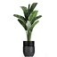 Houseplants in a black pot for the interior 709