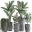 Houseplants in a black pot for the interior 709