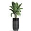 Houseplants in a black pot for the interior 709
