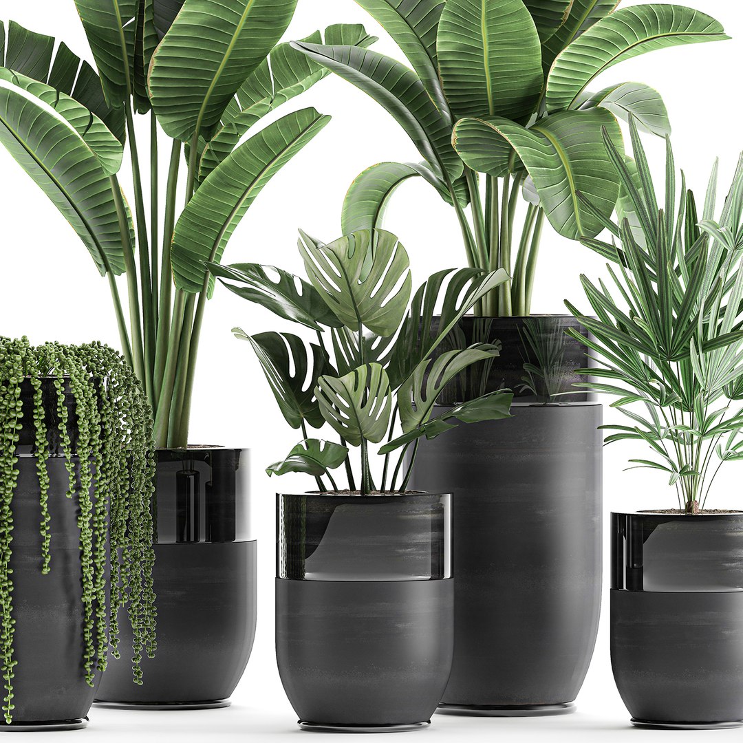 3D plants interior black houseplants model https://p.turbosquid.com/ts-thumb/3V/nfuBAj/qY5yeImQ/plants2109202001/jpg/1600855211/1920x1080/fit_q87/8933efc3c06280f584d7bd72e16c624be8883532/plants2109202001.jpg