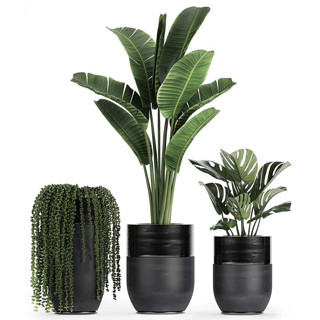 3D plants interior black houseplants model https://p.turbosquid.com/ts-thumb/3V/nfuBAj/v2Ocl1bE/plants2109202012/jpg/1600855211/1920x1080/fit_q87/4f138e8f21ff7033f72d20b342d47035494162df/plants2109202012.jpg