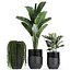 Houseplants in a black pot for the interior 709