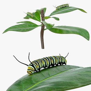 Monarch Caterpillar Pair on Green Leaves model