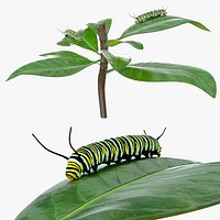 Monarch Caterpillar Pair on Green Leaves