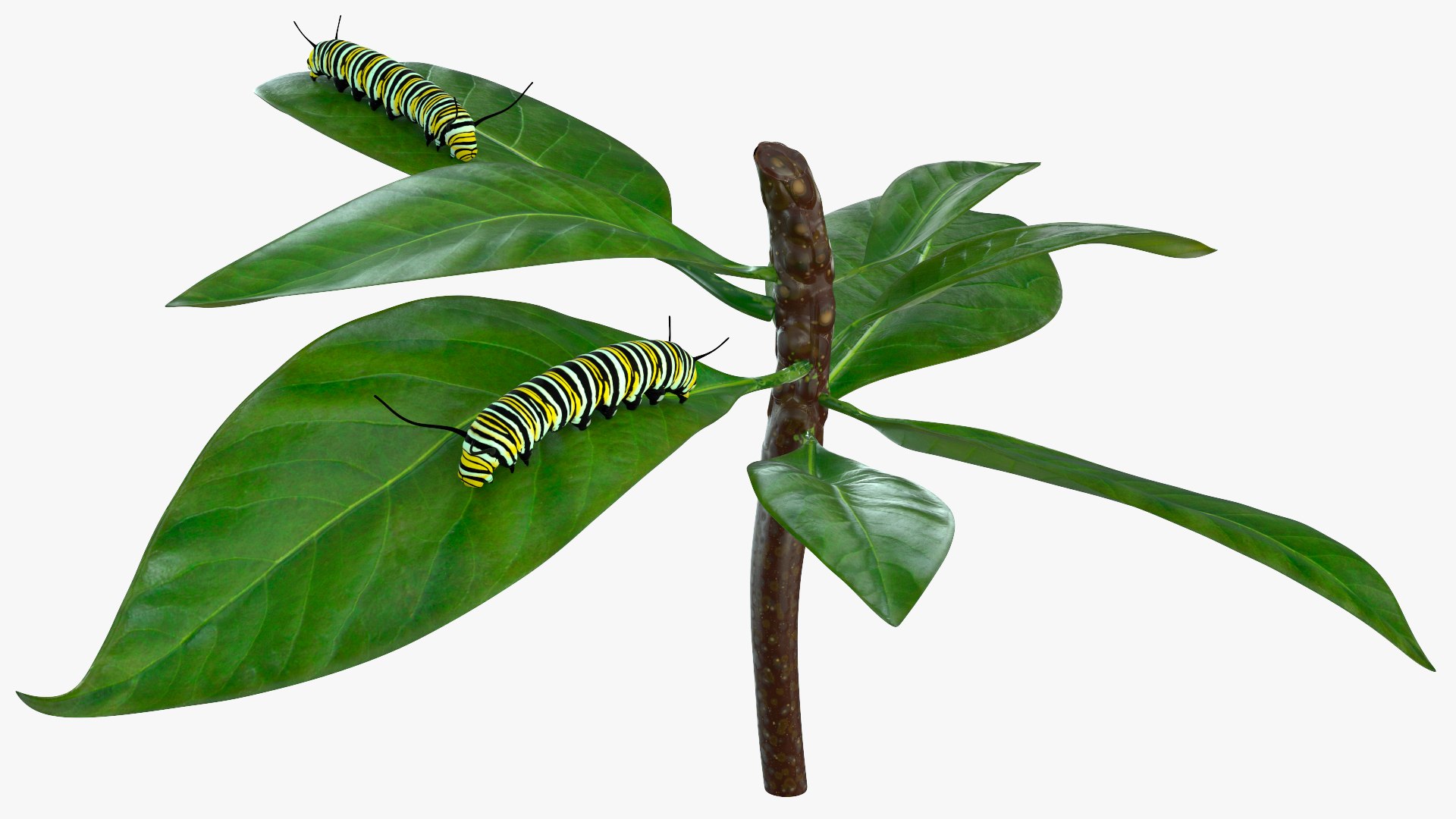 Monarch Caterpillar Pair on Green Leaves 3D model preview