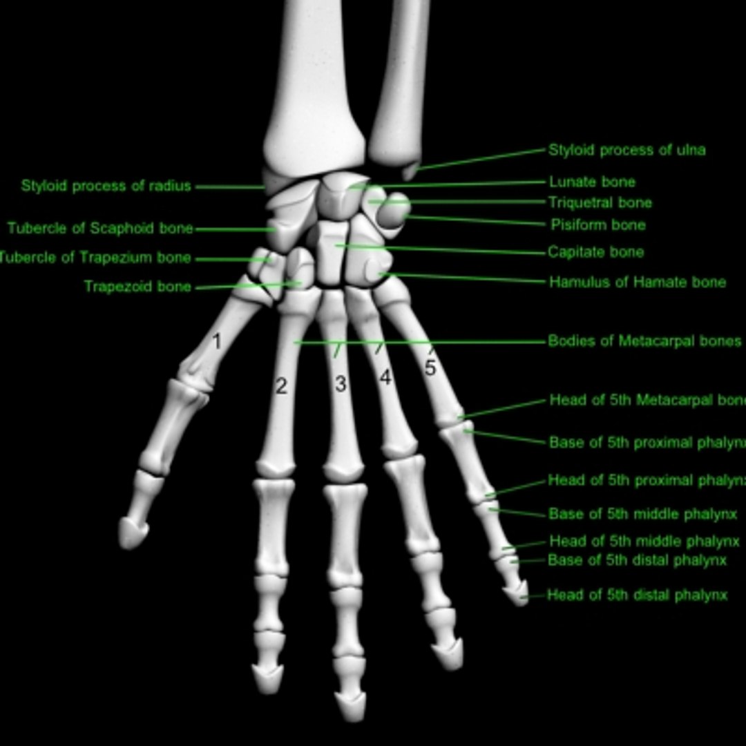 3d Model Bones Human Arm Anatomy