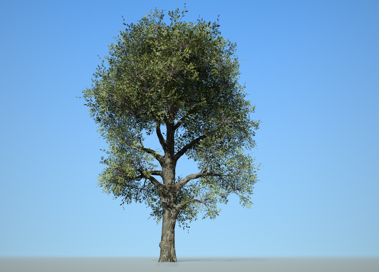 3D Broadleaf 008 - TurboSquid 1733526