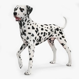Spotted Standing Dalmatian Dog Fur