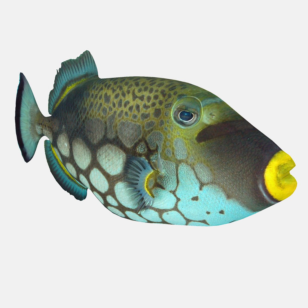 Clown Triggerfish Max