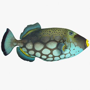 clown triggerfish max