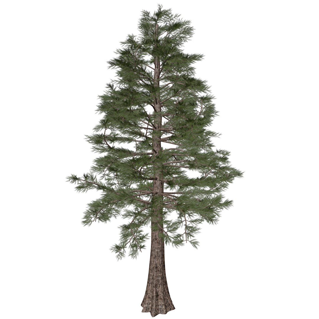 3D Western Red Cedar Tree - 07 - - TurboSquid 2374160