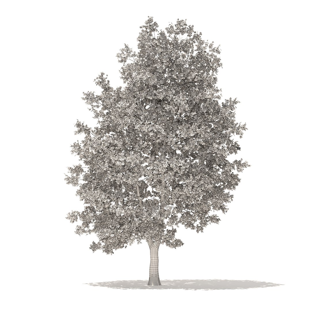 american sweetgum 9m 3D model https://p.turbosquid.com/ts-thumb/3W/jP1A3Q/95rSKzE2/cgaxis_models_100_3902grid/jpg/1524816785/1920x1080/fit_q87/d6234dcac2cef616b2da602889755a91635e42a8/cgaxis_models_100_3902grid.jpg