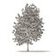 American Sweetgum 3D Model 9m