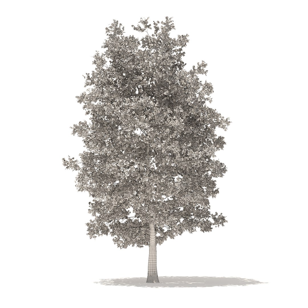 american sweetgum 9m 3D model https://p.turbosquid.com/ts-thumb/3W/jP1A3Q/GbDxrIe1/cgaxis_models_100_3901grid/jpg/1524816785/1920x1080/fit_q87/c1ecf1b0d32c053cbfecf43eb0b7c2b5d37cf1ae/cgaxis_models_100_3901grid.jpg