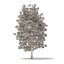 American Sweetgum 3D Model 9m
