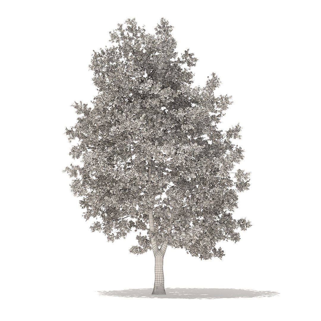 american sweetgum 9m 3D model https://p.turbosquid.com/ts-thumb/3W/jP1A3Q/STejysZF/cgaxis_models_100_3900grid/jpg/1524816785/1920x1080/fit_q87/dbb3fc123200b821d900b6dd7a3f4f4f7b56bd96/cgaxis_models_100_3900grid.jpg