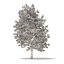 American Sweetgum 3D Model 9m