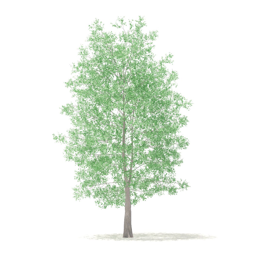 american sweetgum 9m 3D model https://p.turbosquid.com/ts-thumb/3W/jP1A3Q/YWZ5rz5m/cgaxis_models_100_3901/jpg/1524816785/1920x1080/fit_q87/e1d10d18549deaba111c4f30af4edfa464f58d3f/cgaxis_models_100_3901.jpg