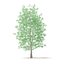 American Sweetgum 3D Model 9m