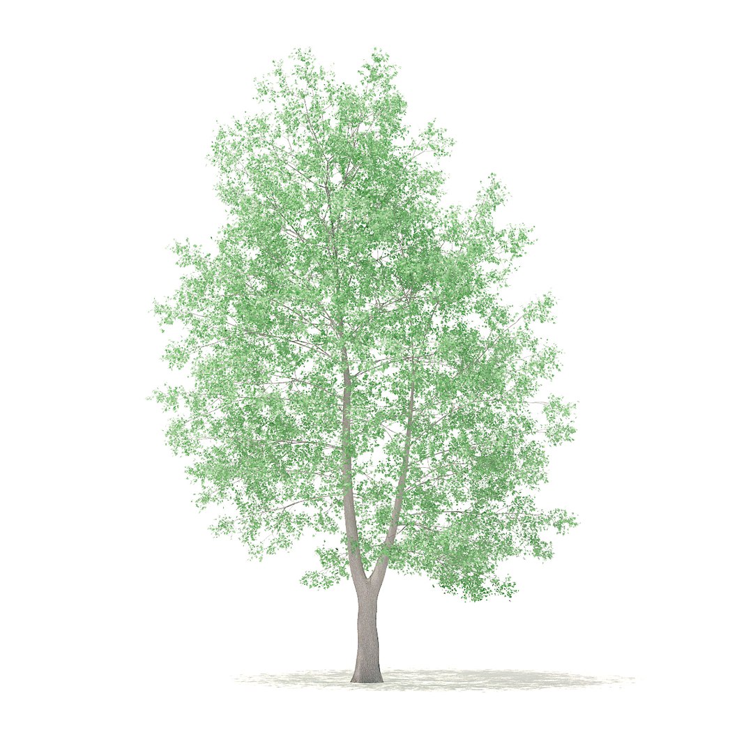 american sweetgum 9m 3D model https://p.turbosquid.com/ts-thumb/3W/jP1A3Q/oBxLfpbF/cgaxis_models_100_3900/jpg/1524816785/1920x1080/fit_q87/5c50a3824d95f933fe99c9d03749f6c181a147b6/cgaxis_models_100_3900.jpg