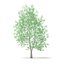 American Sweetgum 3D Model 9m