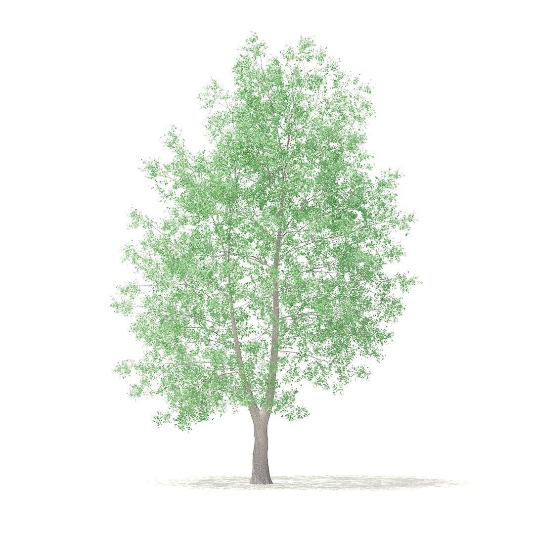 american sweetgum 9m 3D model https://p.turbosquid.com/ts-thumb/3W/jP1A3Q/ucnkPffF/cgaxis_models_100_3902/jpg/1524816785/1920x1080/fit_q87/eb385e864325299f5248e054ea52cfedfe4bc384/cgaxis_models_100_3902.jpg
